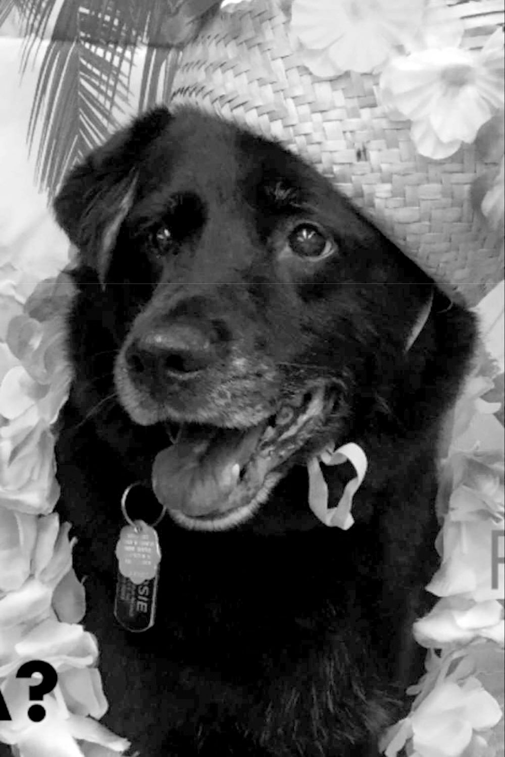 rosie
